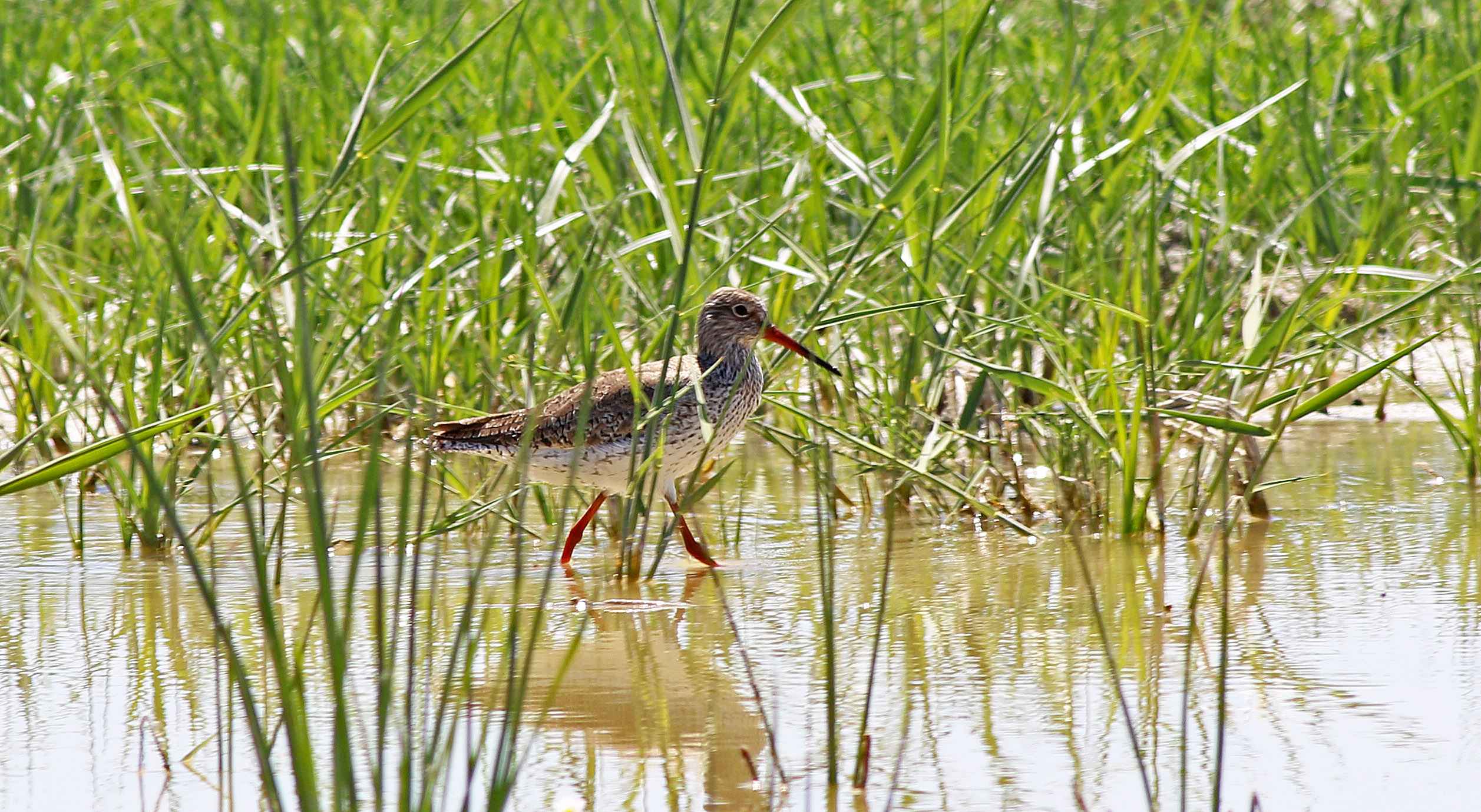 Spotted Redshank